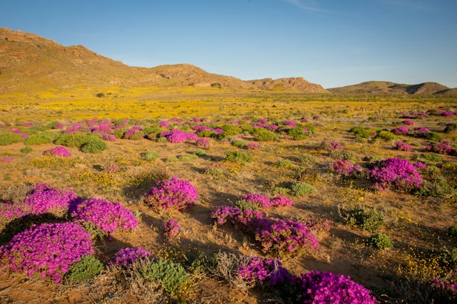 A desert landscape dotted with magenta wildflowers