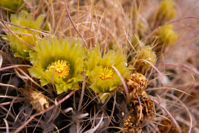 Close-up of yellow cactus blooms among spines