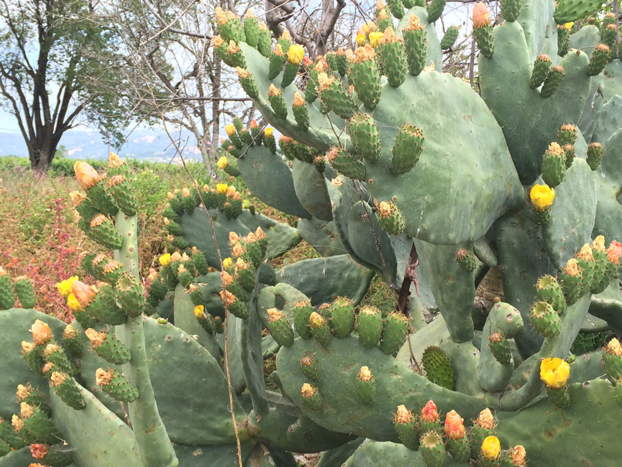A blooming prickly pear cactus with yellow and orange flowers