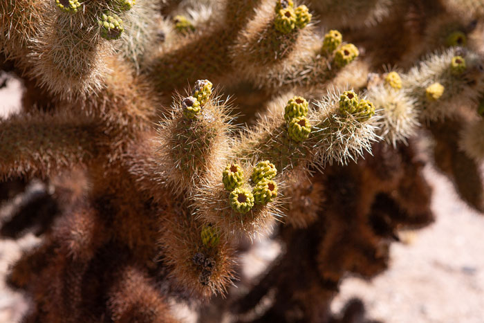 A cholla cactus with small yellow buds