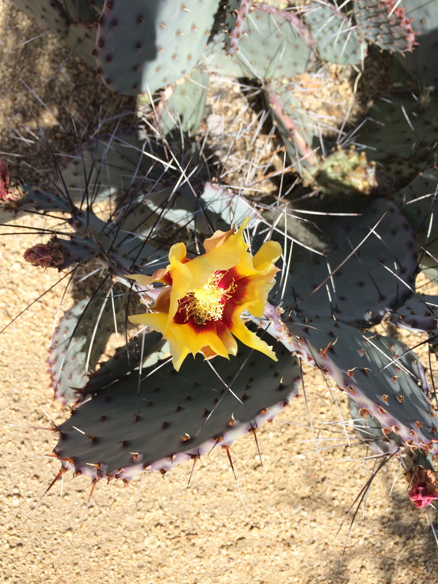 Prickly pear cactus flower in bloom