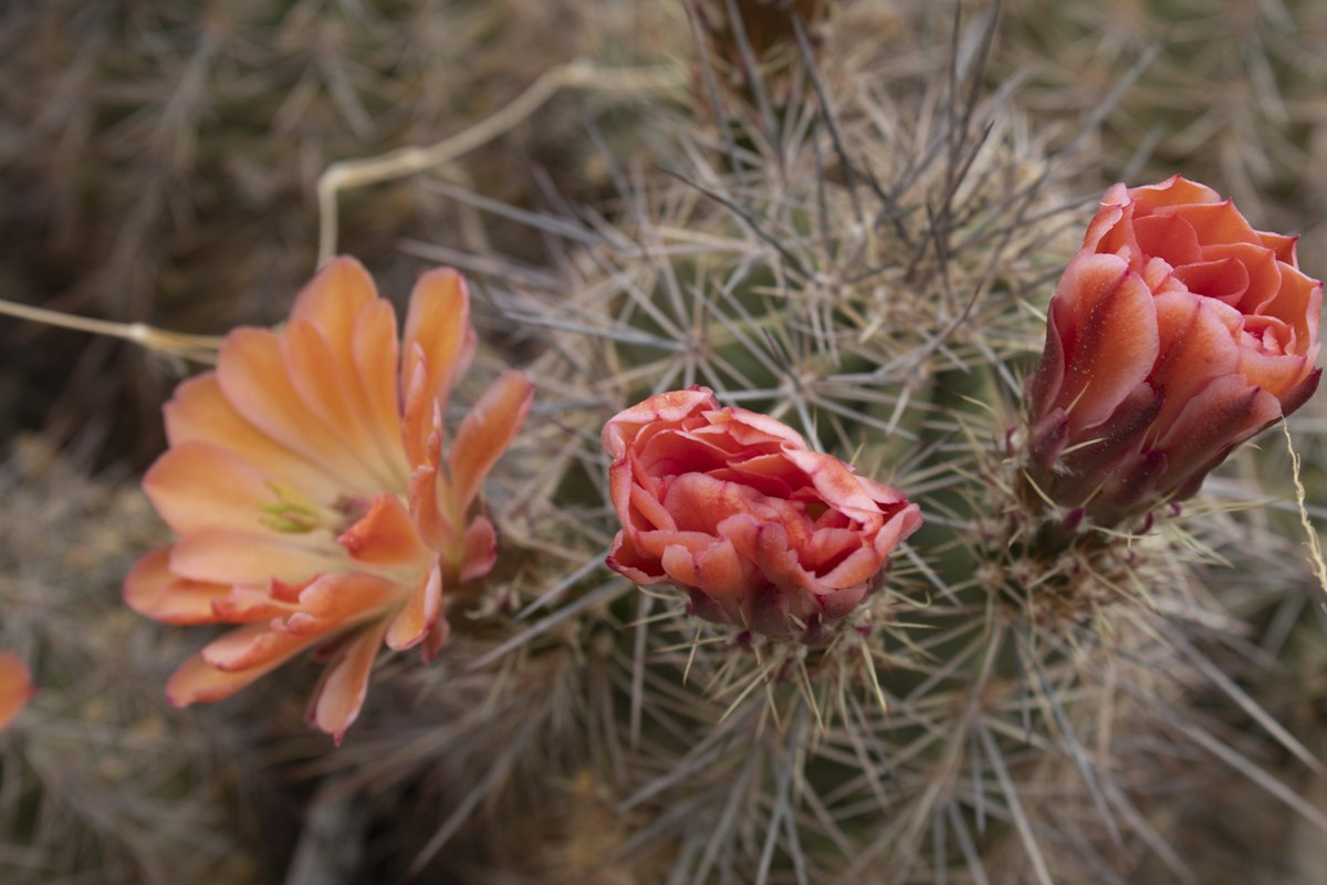 A cactus in bloom with pink and orange flowers