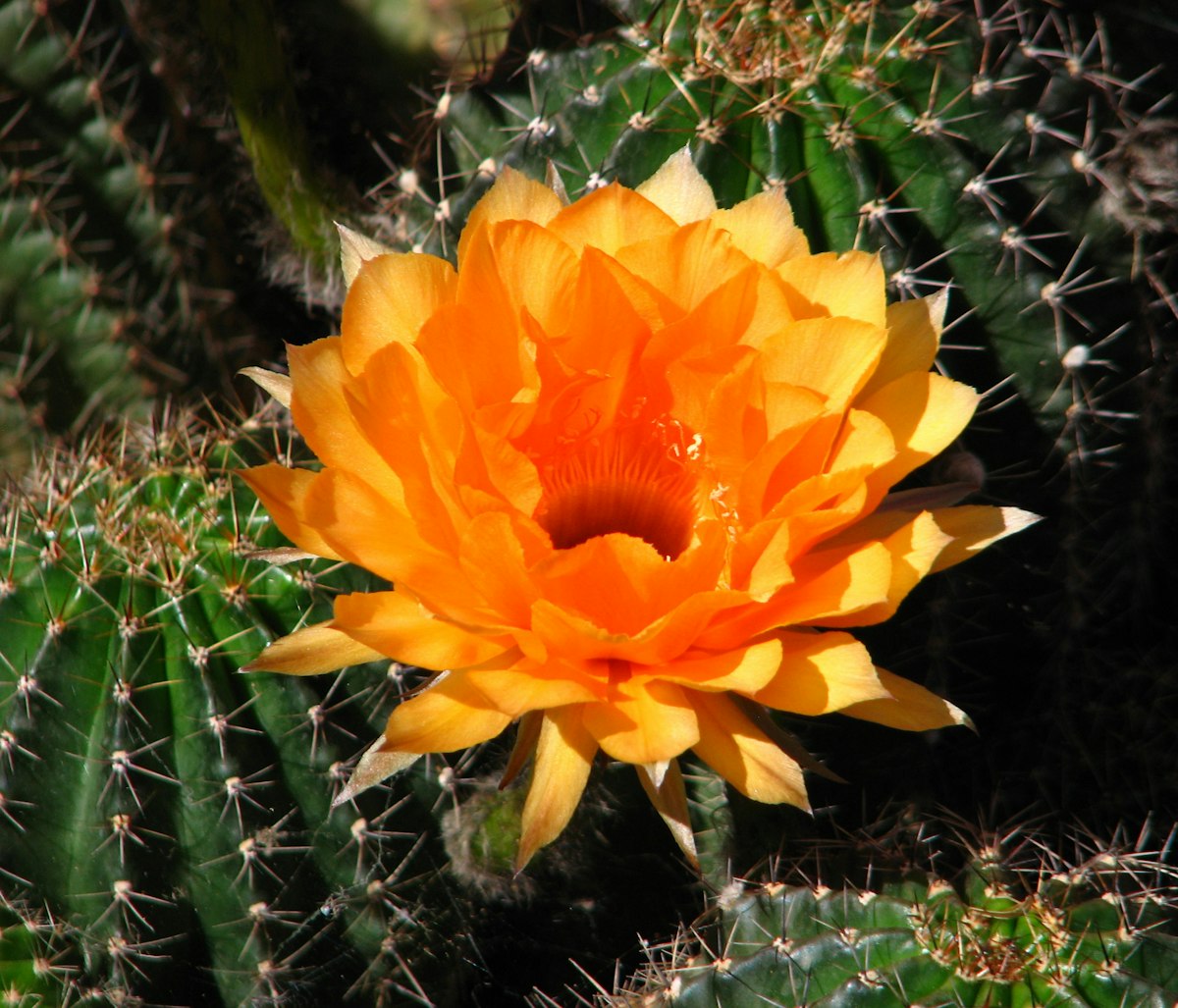A cactus flower in red bloom