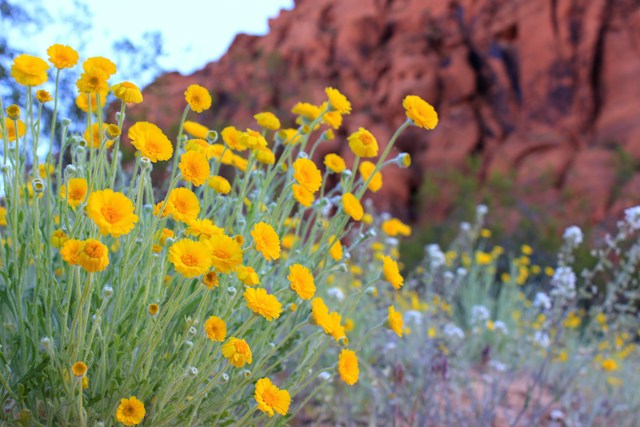 Yellow desert wildflowers in front of red rock cliffs