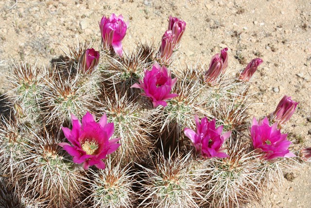 Magenta flowers blooming on a cactus