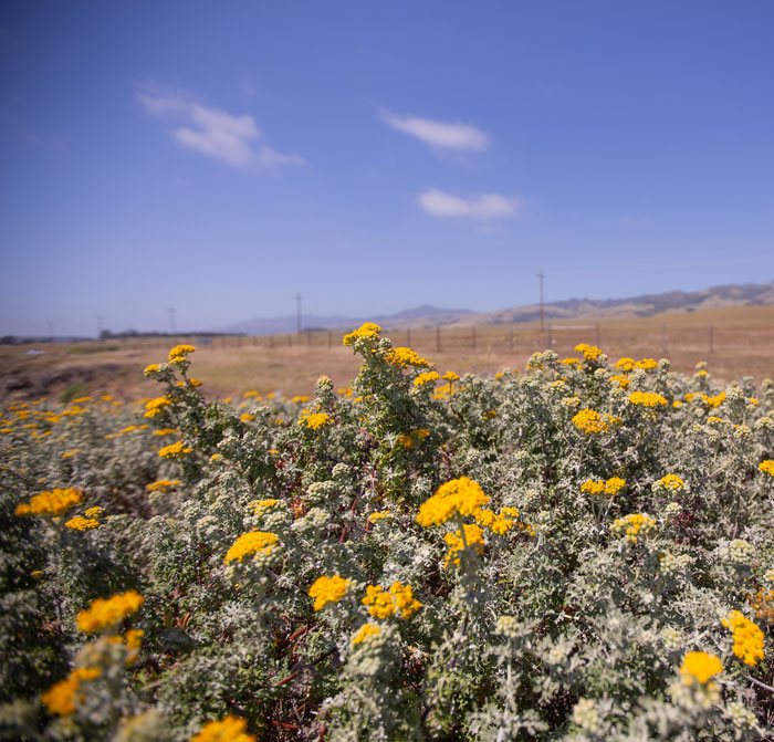 Yellow wildflowers blooming across a desert field
