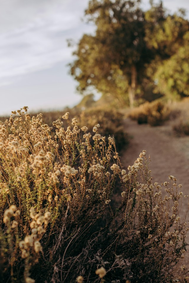 A golden dirt path lined with dried wildflowers curving toward trees