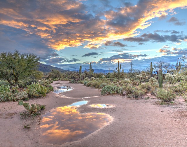 Desert cacti under a dramatic sunset sky reflected in a puddle