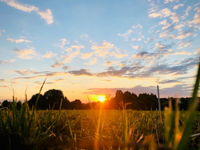 Sunset light over a grassy field