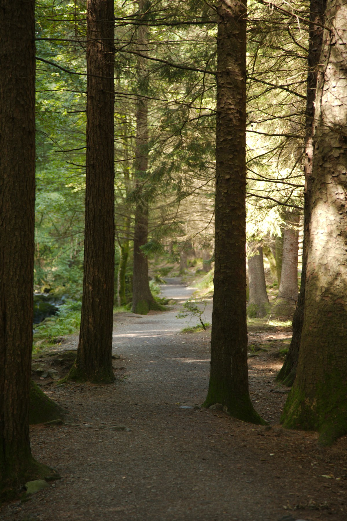 Sunbeams filtering through a forest path lined with tall trees
