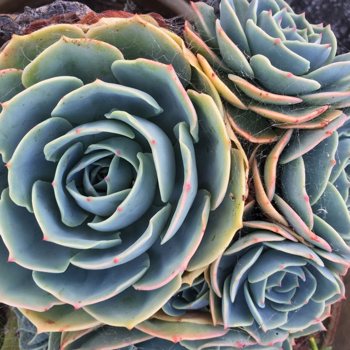 A blue-green succulent rosette with rose-tinted edges