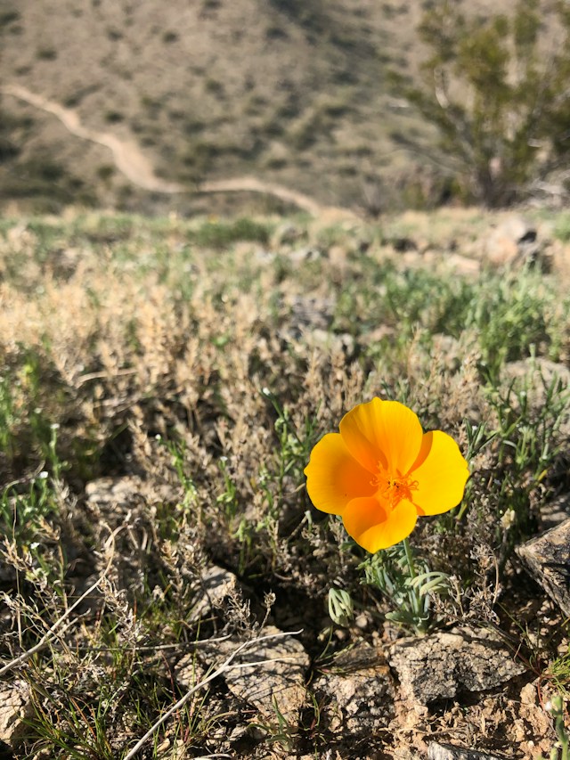 A single orange poppy blooming among dry desert grass