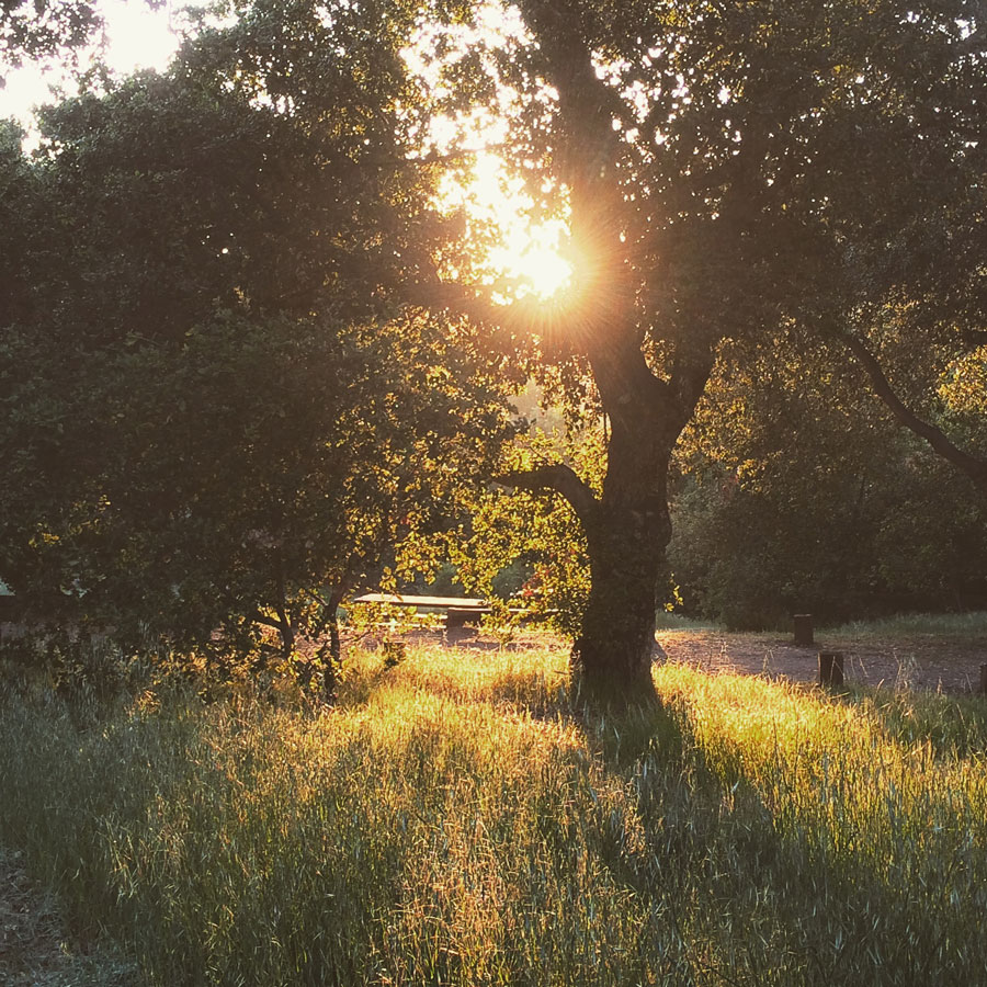 Sunlight through trees over a grassy path