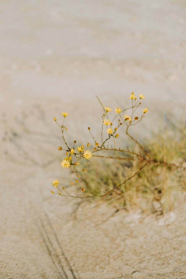 Small yellow wildflowers growing in beach sand