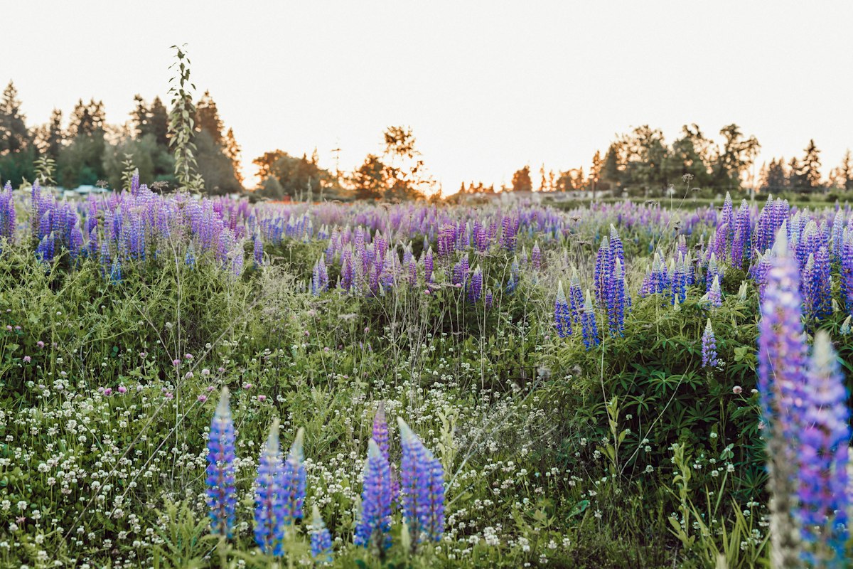 A meadow of purple lupine wildflowers with trees in the distance